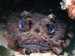 Mr Grumpy .Frog Fish Navy Pier Western Australia by Brad Cox 